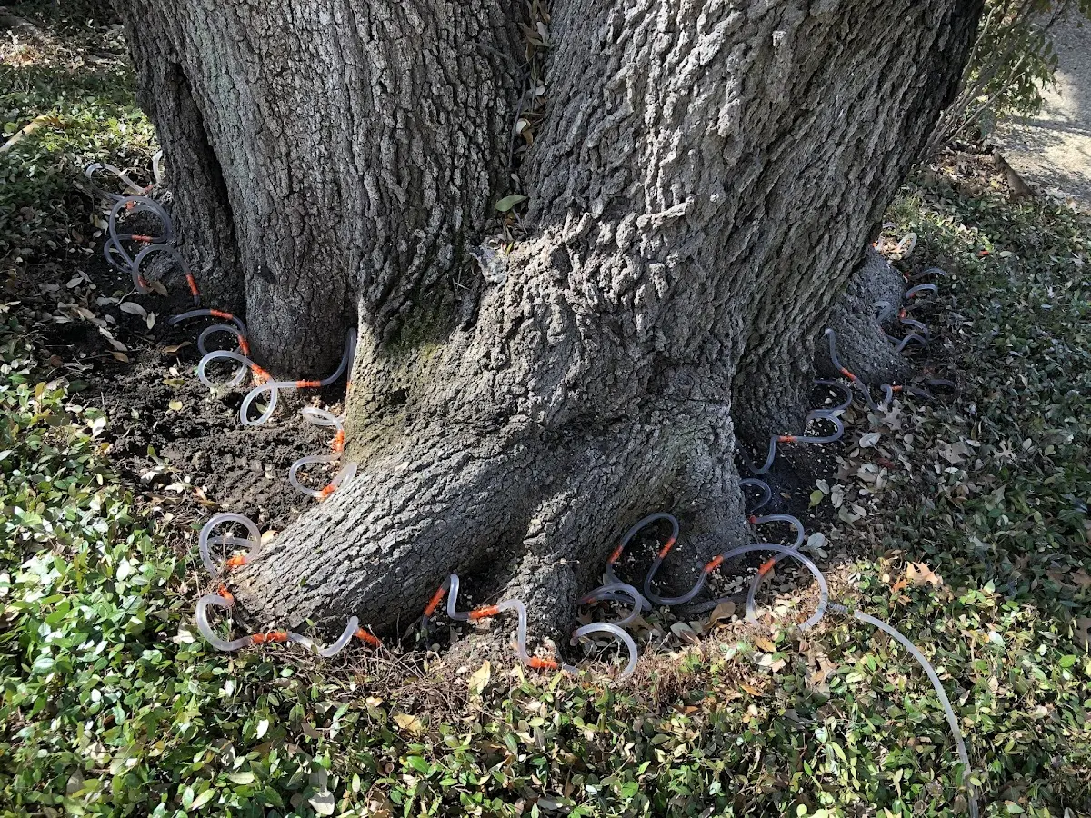 Detailed Tree Cabling and Bracing job site in South Walpole