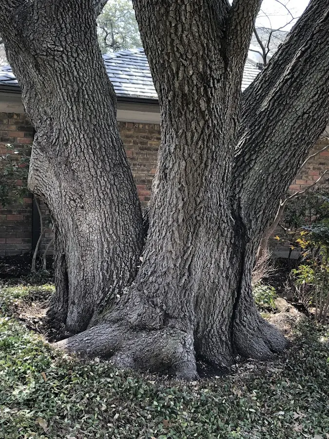 Mature heritage tree close to a South Walpole property cared for by certified arborists