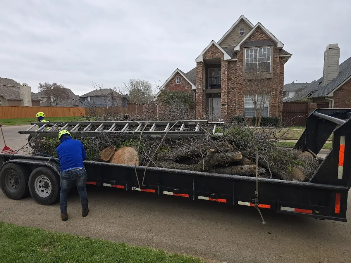 Expert Tree Pest Control with proper safety equipment in South Walpole